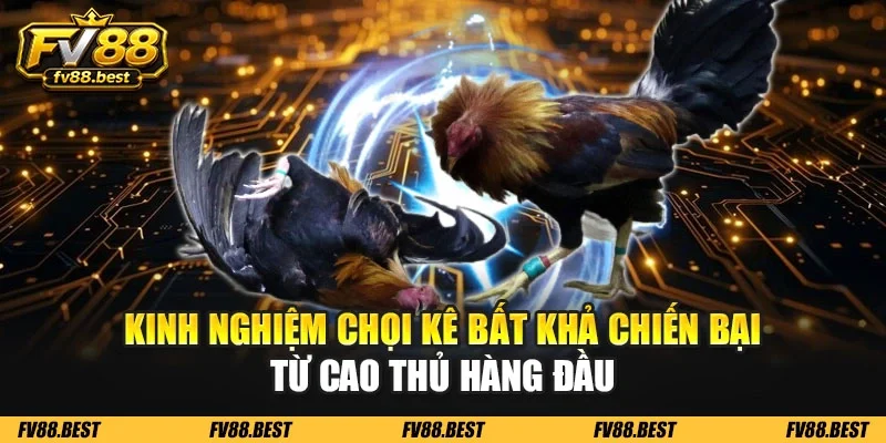 Kinh nghiệm chọi kê bất khả chiến bại từ cao thủ hàng đầu