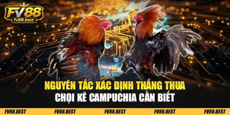 Nguyên tắc xác định thắng thua chọi kê Campuchia cần biết