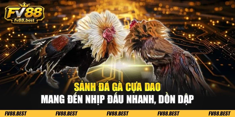 Sảnh đá gà cựa dao mang đến nhịp đấu nhanh, dồn dập