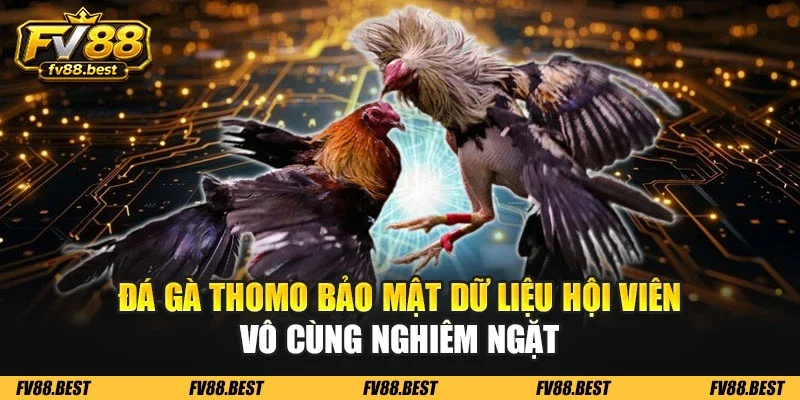 Đá gà Thomo bảo mật dữ liệu hội viên vô cùng nghiêm ngặt