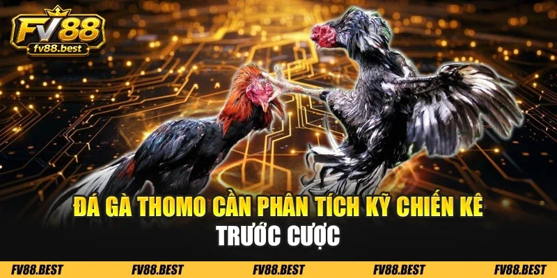 Đá gà Thomo cần phân tích kỹ chiến kê trước cược