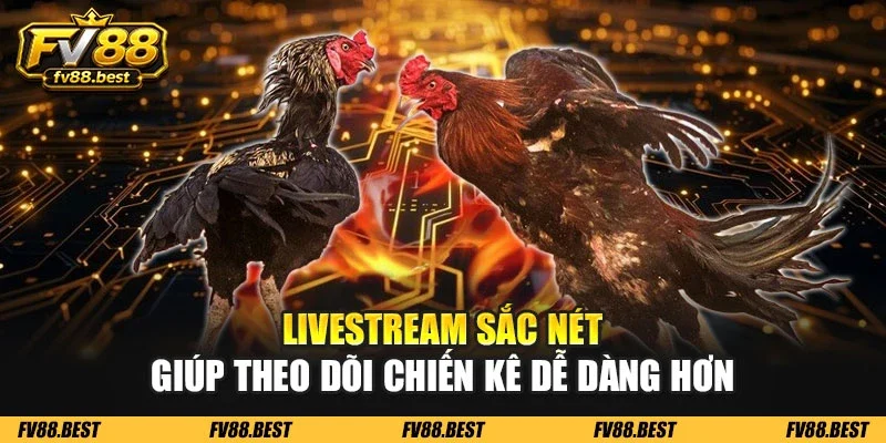 Livestream sắc nét giúp theo dõi chiến kê dễ dàng hơn