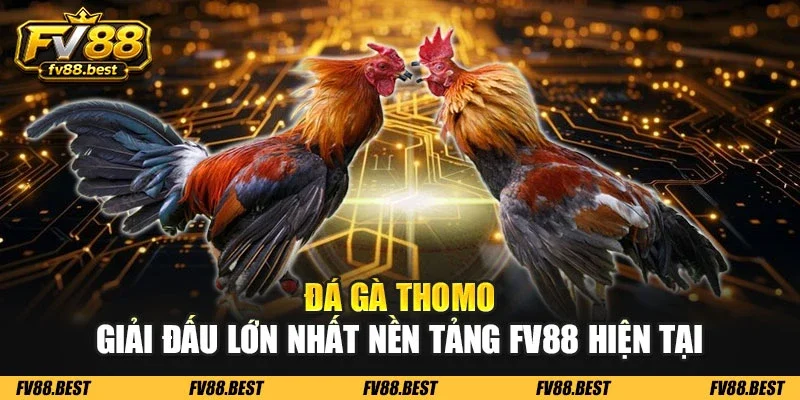 Đá gà Thomo