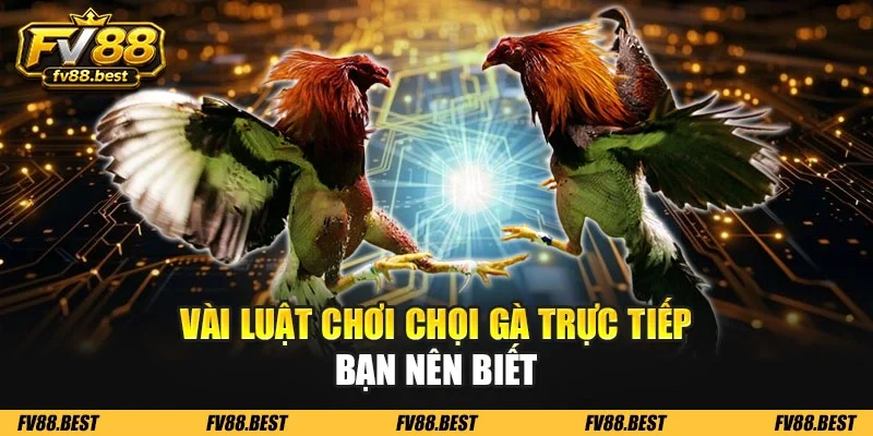 Vài luật chơi chọi gà trực tiếp bạn nên biết