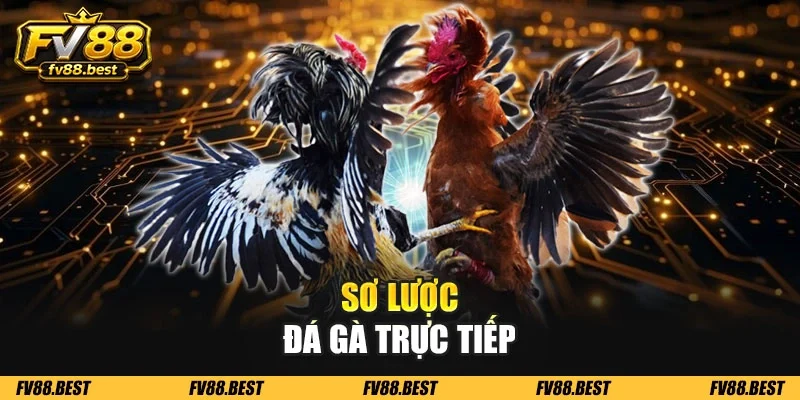 Sơ lược đá gà trực tiếp
