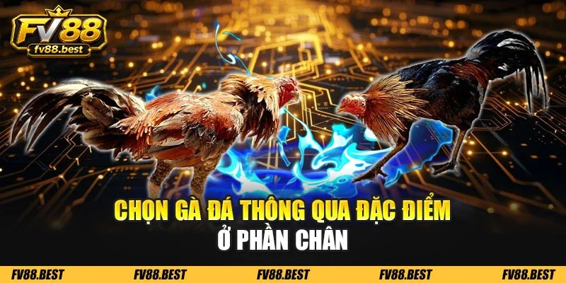 Chọn gà đá thông qua đặc điểm ở phần chân
