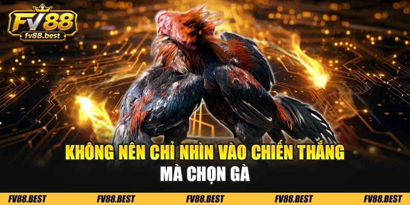 Không nên chỉ nhìn vào chiến thắng mà chọn gà