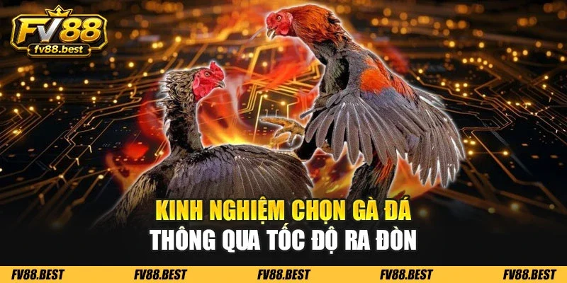 Kinh nghiệm chọn gà đá thông qua tốc độ ra đòn