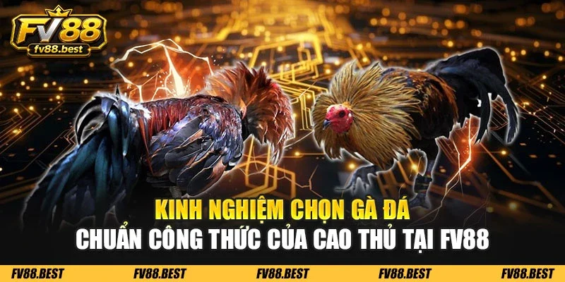 Kinh nghiệm chọn gà đá